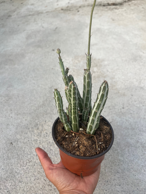 Senecio stapeliiformis1